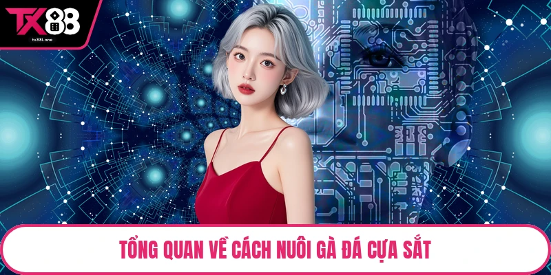 Tổng quan về cách nuôi gà đá cựa sắt